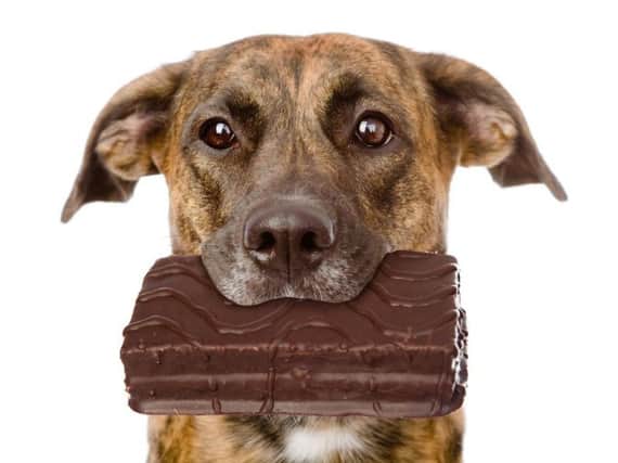 Chocolate contains theobromine - highly toxic to dogs