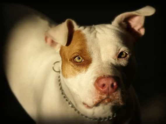 Illegal: many pitbull-type dogs are bred either for fighting or are just seen as status symbols.