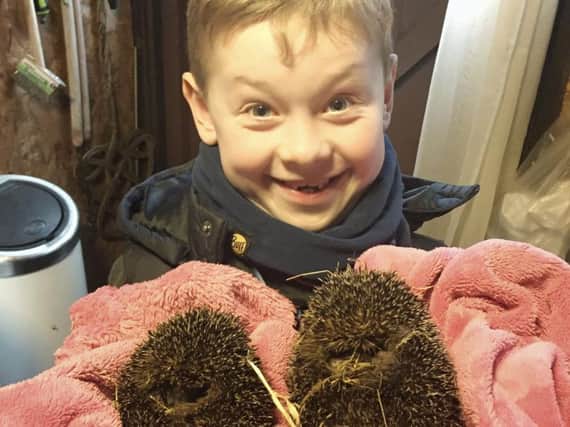 Young Sam Nash is clearly thrilled to meet these two hedgehogs which are being nursed back to health.