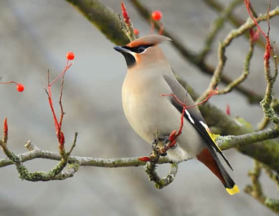 A Waxwing spotted in Adlington Street, Burnley