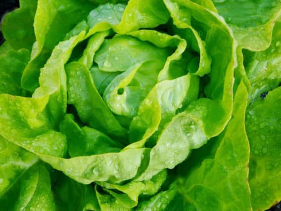 Demand for lettuces in February relies on a very fragile ecosystem
