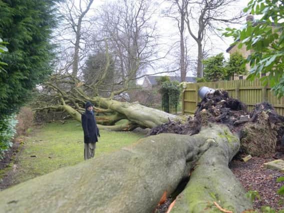Kamran Chaudhary (36) next to the two felled trees.