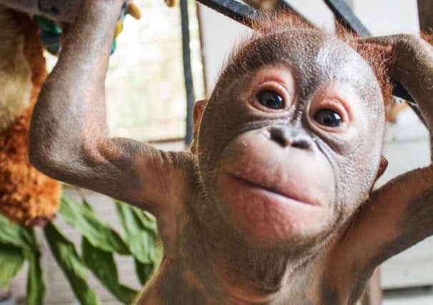 Undated handout photo issued by International Animal Rescue baby orangutan Gito showing strong signs of recovery as he was rescued by the charity after being left to die in a cardboard box in Borneo. PRESS ASSOCIATION Photo. Issue date: Thursday November 26, 2015. Rescuers said the baby ape's appearance is now "beyond recognition" after he was found so lifeless that at first they thought he was dead. Lying corpse-like with his arms folded across his chest, his grey flaking skin and lack of hair made him look "almost mummified" in his urine-soaked box. See PA story ANIMALS Orangutan. Photo credit should read: International Animal Rescue /PA Wire

NOTE TO EDITORS: This handout photo may only be used in for editorial reporting purposes for the contemporaneous illustration of events, things or the people in the image or facts mentioned in the caption. Reuse of the picture may require further permission from the copyright holder.