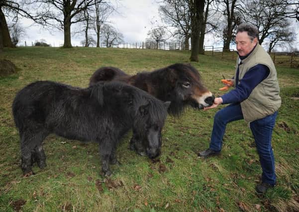 Harry and Carole Johnson have accumulated 10 Shetland ponies at their Wood End farm near Burnley.
Harry treats two of his ponies to some carrots.  PIC BY ROB LOCK
12-3-2017