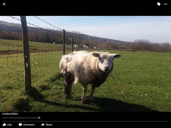 A sheep had its leg ripped off in a dog attack at a farm in Burnley