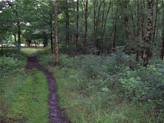 Ancient woodland in Lancashire