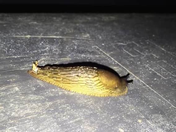 This is a hybrid between a Spanish stealth slug and the UKs common black slug,