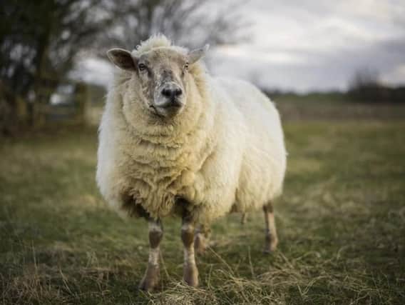 Bluetongue is a notifiable disease and any suspicion of the disease must be reported immediately to the Animal and Plant Health Agency (APHA) on 03000 200 301