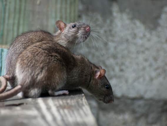 There were 1,092 call-outs last year for rat issues in Pendle.