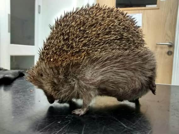 The enlarged hog has now been transferred to the RSPCA's Wildlife Centre in Nantwich, Cheshire after being found in Doncaster, South Yorks.