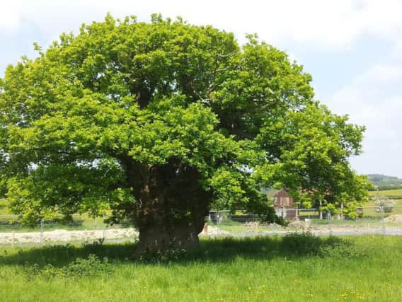 The Brimmon Oak in Newtown, Powys