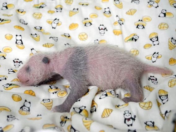 A 10-day giant panda cub at Ueno Zoo in Tokyo
