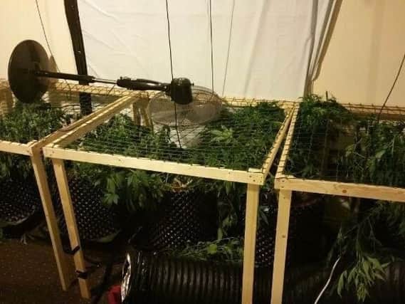 The cannabis plants seized by police