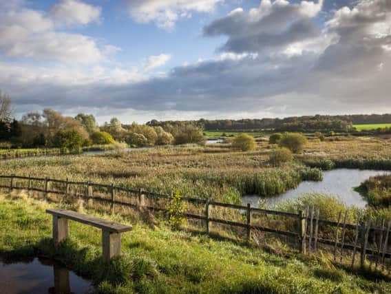 Wetlands at Clumber Park, Nottinghamshire
