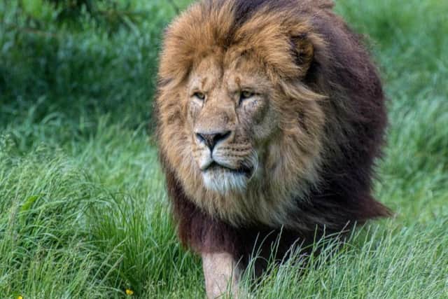 A lion at Blackpool Zoo