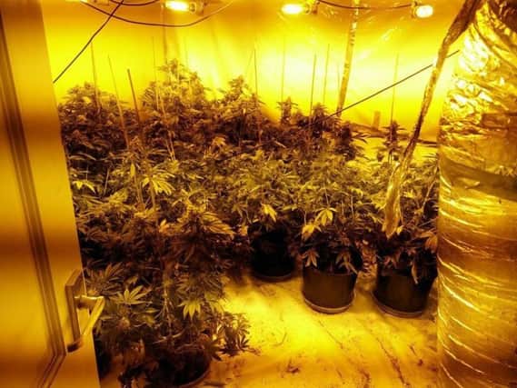 Cannabis plants seized after police raid house