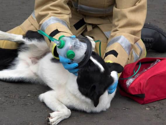 A pet-friendly oxygen masks in use