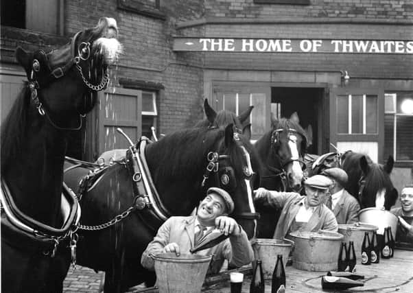 Shire horses enjoying a drink at Thwaites brewery in Blackburn in 1964 from Talbot Archives collection