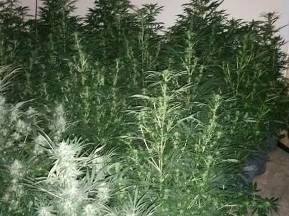 The cannabis plants discovered by police this morning