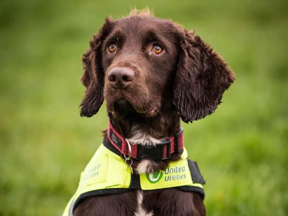 Snipe, the UK's first leakage dog.