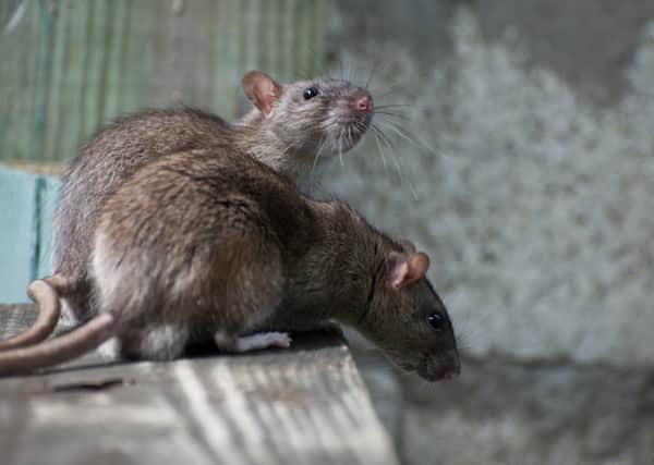 Steven Haig and partner Hazel faced a horror invasion of rats at their Glasgow East End home (Photo: Shutterstock)