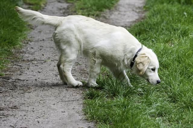A dog walker had to seek urgent help for his pet after he found it with food strongly smelling of household cleaner (Photo: Shutterstock)