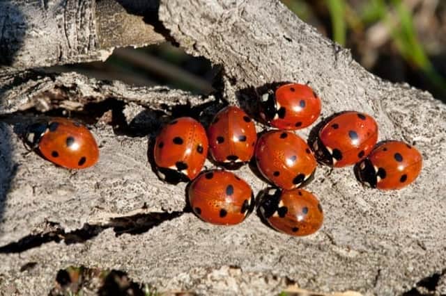Last year the UK experienced a sudden influx of STD-carrying ladybirds (Photo: Shutterstock)