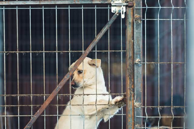 Puppy farms are set to be a thing of the past in England thanks to Lucy's Law (Photo: Shutterstock)