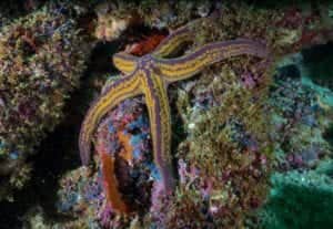 Yellow and Purple Starfish in a coral reef in Puerto Vallarta, Mexico.