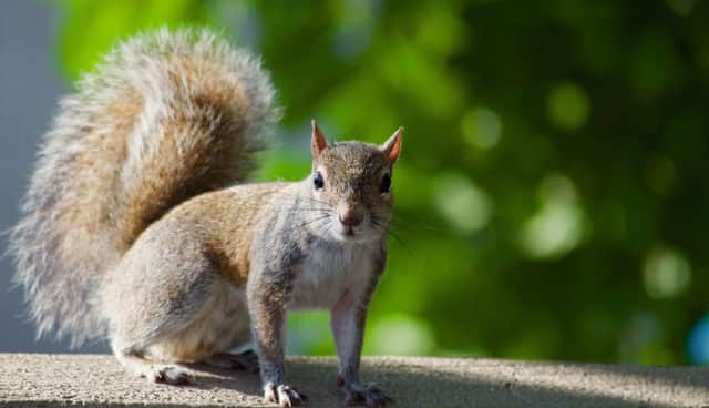 You don't have to worry about bubonic plague carrying squirrels quite yet (Photo: Shutterstock)