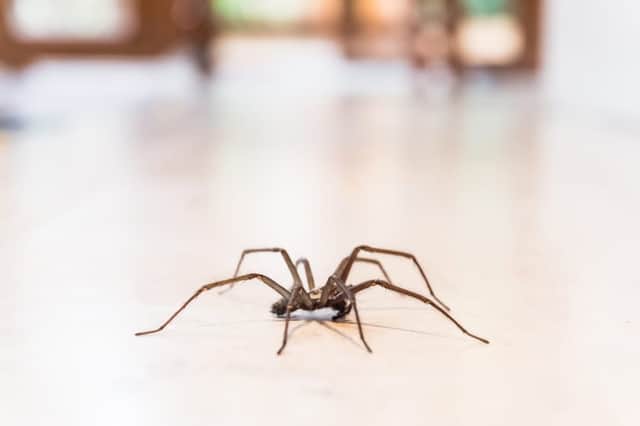 A fear of spiders could be the result of human evolution (Photo: Shutterstock)