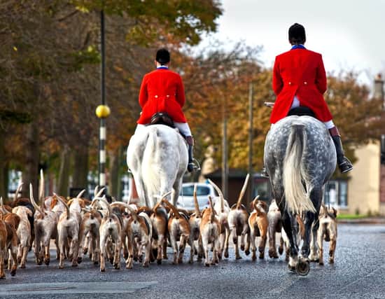 A pet cat has been killed by a pack of hunting hounds - the rules on fox hunting explained (Photo: Shutterstock)